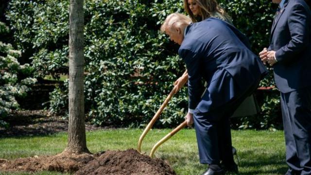 美国也有植树造林计划。美国总统特朗普在白宫种树纪念地球日。