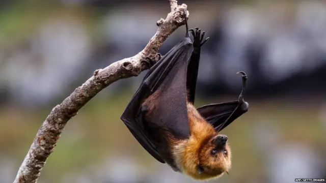 Fruit bat na di first carrier of Ebola for 1976
