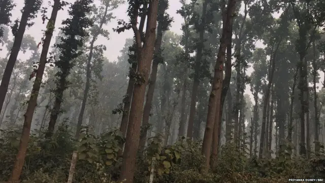 अमृता शेरगिल, विक्टर एगन, गोरखपुर, उत्तर प्रदेश, चीनी मिल, सराया, सरदारनगर