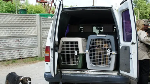 Собака в клітці