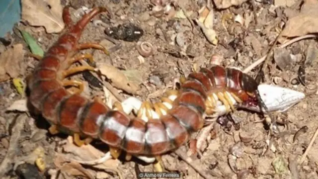 A giant centipede eats a lizard (Cnemidophorus ocellifer) (Credit: Anthony Ferreira)