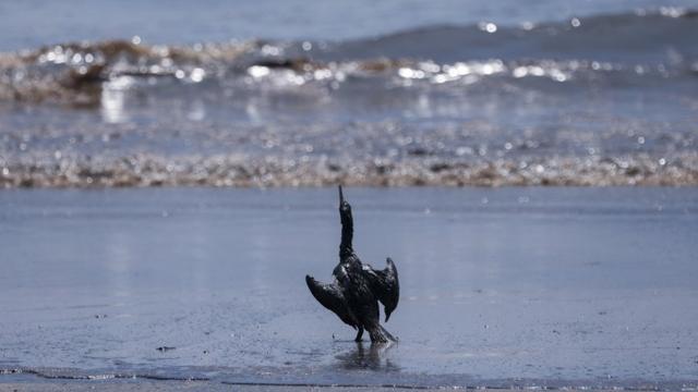 Un pájaro cubierto por petróleo en las costas de Perú.