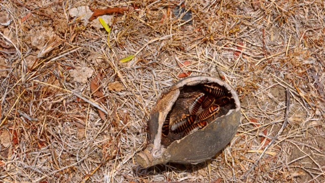 Baratas dentroaposta ganha telefoneuma pedra