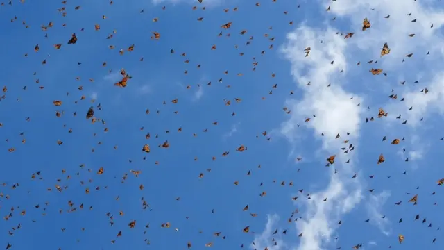 Monarch butterflies in flight