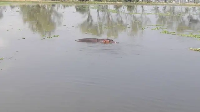 Imvubu iriko iroga mu mazi acafuye y'ikiyaga Tanganyika