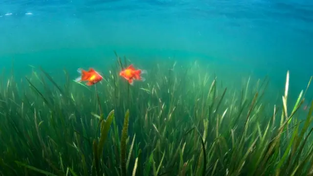 Золотые рыбки (Carassius auratus)