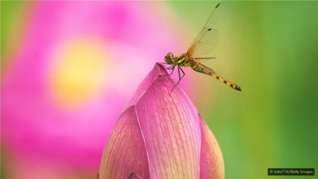 巴厘岛的静居日是一个让你留意到微笑东西的时间，比如蜻蜓的嗡嗡声。