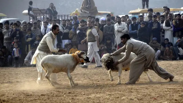 دنبے کی لڑائی یا درندگی کا ’میلہ‘ - BBC News اردو