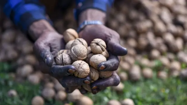 कश्मीरी किसान अखरोट दिखाता हुआ