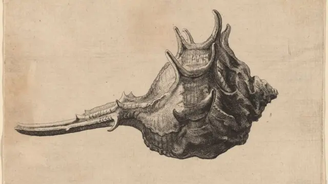 'Murex brandaris', 1645. Artista: Wenceslaus Hollar