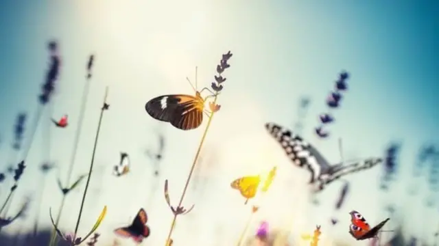 பட்டாம் பூச்சி