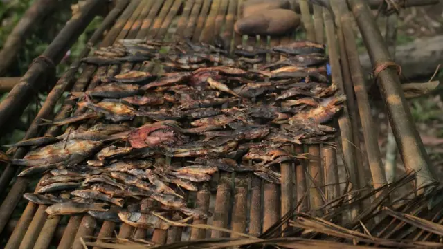 Mawi dan rekan pemburu lain menangkap ikan dan diasap sebagai alternatif pendapatan.