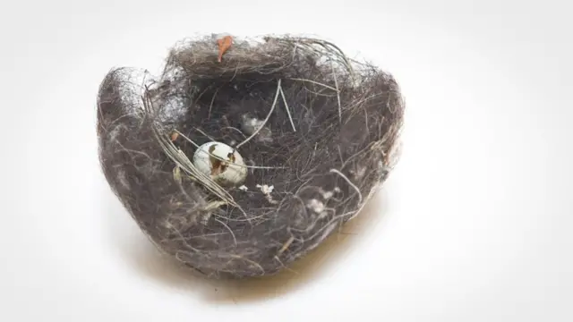 Nido formado con cabello humano.