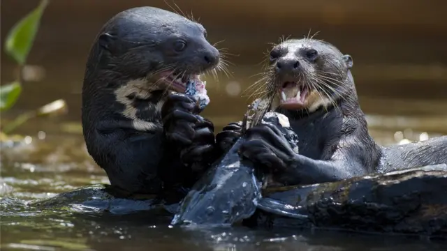 Ariranha comendo peixe