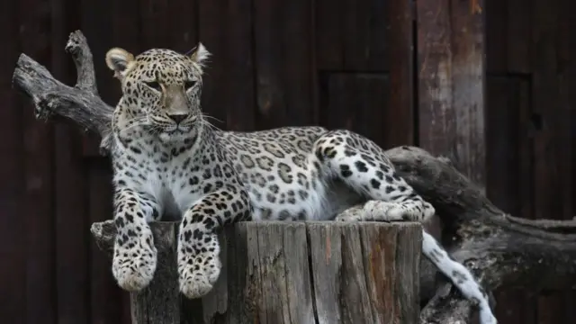 சிறுத்தை