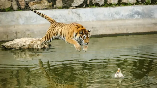 প্রাকৃতিক ও মনুষ্যসৃষ্ট দুই কারণেই সুন্দরবনে বাঘের অস্তিত্ব সংকটে
