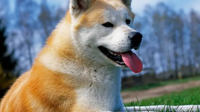 Akita