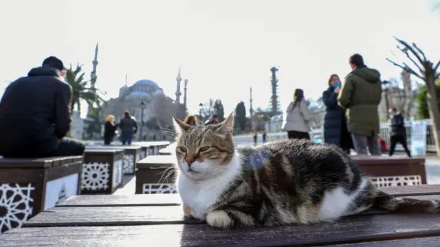 İstanbul'da kediler
