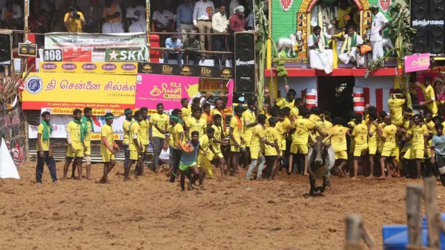 ஜல்லிக்கட்டு