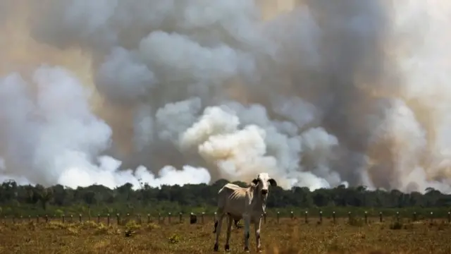 Boi dianteganhar dinheiro no crashárvores queimando