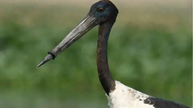 నల్ల ముక్కు కొంగ