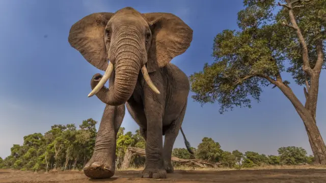 हत्ती हस्तांतरण, गडचिरोली
