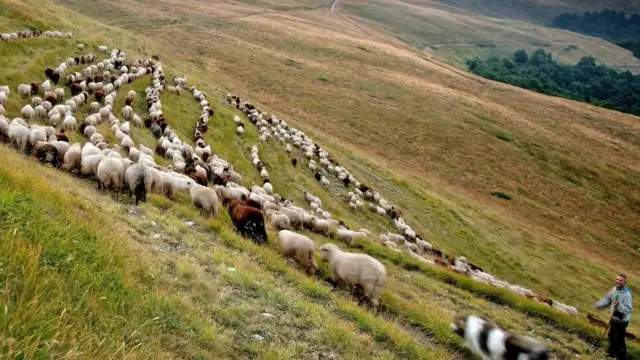 يُحضر اللبن لزبادي البلغاري التقليدي من حليب الجاموس أو الغنم غير المعالج