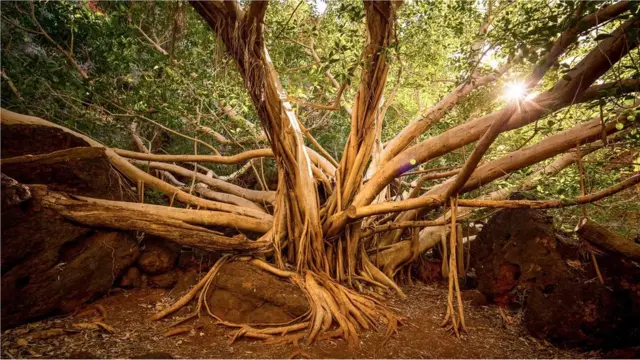 ఇక్కడ వృక్ష జాతులు కూడా విలక్షణంగా ఉంటాయి