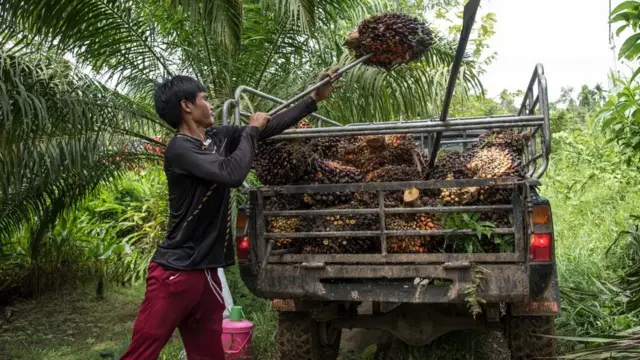 แนวโน้มราคาปาล์มเพิ่มสูงขึ้นอย่างต่อเนื่อง ส่งผลให้วัตถุดิบในการผลิตเชื้อเพลิงชีวภาพเพิ่มขึ้นตาม