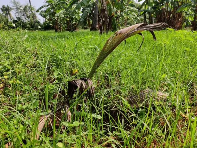 కొబ్బరి మొక్కలు