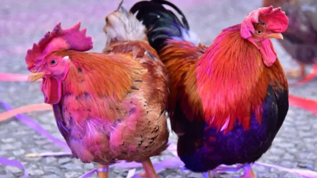 Курицы