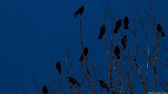 کلاغ‎ها یکدیگر را از خطر احتمالی آگاه می‎کنند