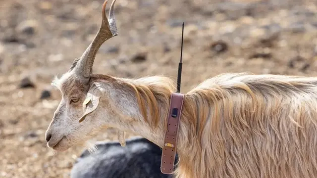 A goat wearing a collar with a tracking device