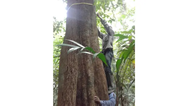 Algumas árvores devem ter seu diâmetro medido na partecassino com bonus no cadastrocima porque a presençacassino com bonus no cadastroraízes embaixo atrapalha seu verdadeiro diâmetro