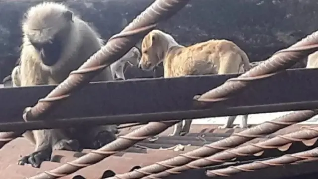 కొండముచ్చు, కుక్కపిల్ల (ప్రతీకాత్మక చిత్రం)