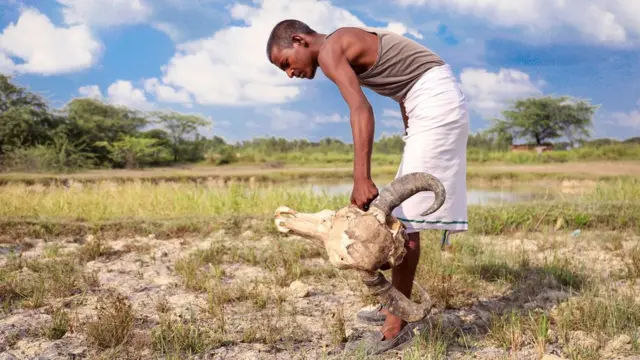 हड्डियां