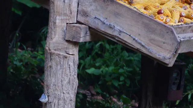 Zaseda za mrkog medveda, koja nije upalila