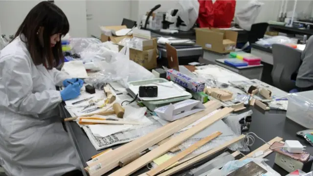 أشجار يابانية عتيقة "تتنبأ" بالمستقبل