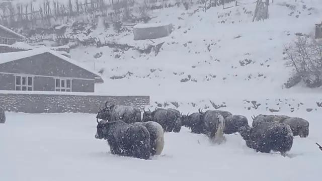 मनाङमा चौँरीगाई