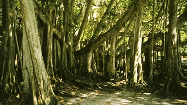 थिम्मम्मा मारिमनु