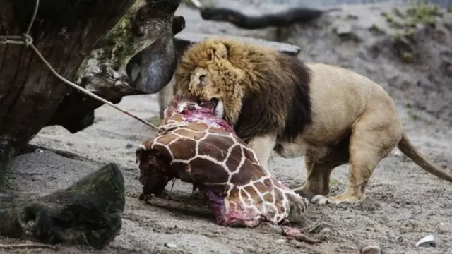 Lion dey chop giraffe