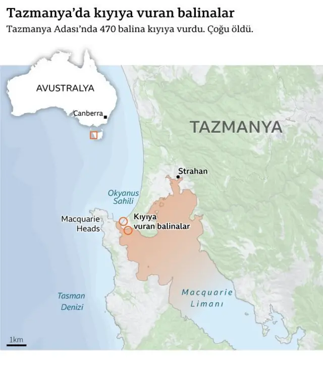 Tazmanya'da kıyıya vuran balinalar