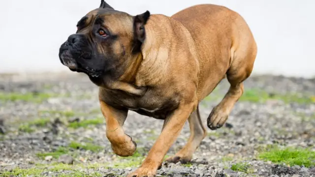 केन कोरसो कुत्ते