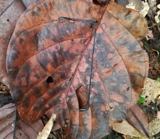 A piece of metal which authorities said was from a mobile phone was found in the jungle on 23 May