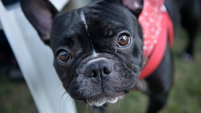 köpek