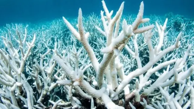 เกรทแบร์ริเออร์รีฟ, ภาวะโลกร้อน, ควีนส์แลนด์, ออสเตรเลีย, ปรากฏการณ์ปะการังฟอกขาว
