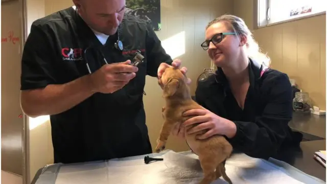 Veterinarios atienden al cachorrito Narwhal