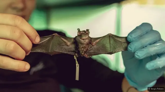 Les biologistes doivent préparer leurs spécimens sur place avant qu'ils ne soient ramenés dans les musées et les instituts