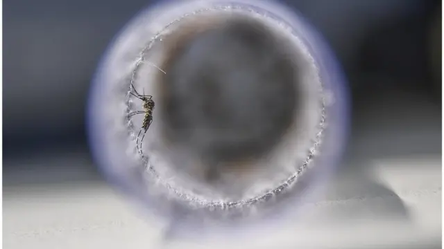 డెంగ్యూ