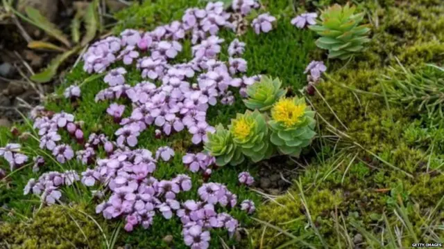 सोलो वनस्पती